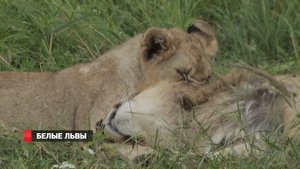 Белые львы