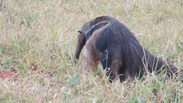 ГИГАНТСКИЙ МУРАВЬЕД - Причудливый исполин смотреть онлайн