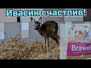 Косулёнок Ивасик говорит ВСЕМ БОЛЬШОЕ СПАСИБО  за заботу о нём!