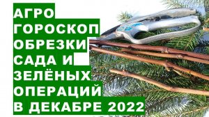 Агрогороскоп обрезки садовых деревьев и кустарников, "зелёных операций" в декабре 2022 года