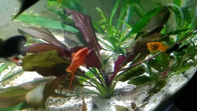 Эхинодорус Дарк бьюти смотреть онлайн