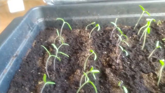 ЛЁГКИЙ И НАДЕЖНЫЙ СПОСОБ ПОСЕВА ТОМАТОВ. смотреть онлайн