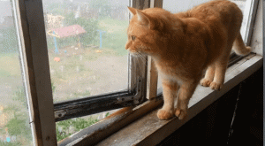 Кот и летний ливень