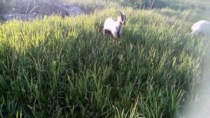 Удой козы. От чего зависит. Повышение удоя.