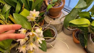 Цветение dendrobium farmeri white