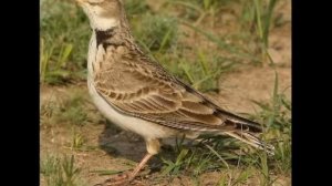 Степной жаворонок(Джурбай)(steppe bird) 1