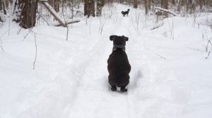Щеночки на прогулке. Зима, лес и паттердейл терьеры. Patterdale terrier.