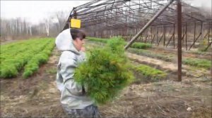 Сосна корейская.wmv