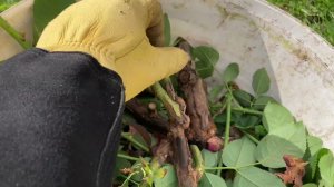 Бактериальный рак розы