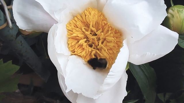 Полет шмеля. Дачный влог с белыми пионами. Жизнь замечательных растений смотреть онлайн