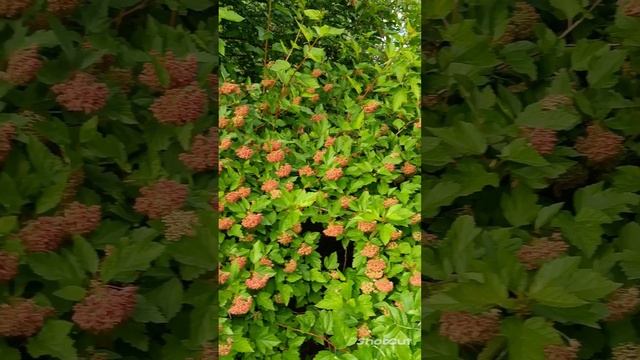 ПРЕКРАСНОЕ РЯДОМ.