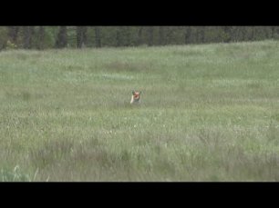 Лисичка на лугу совсем не боится