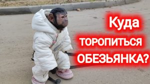 Куда торопиться маленькая, домашняя обезьянка Алекса?