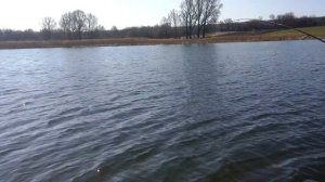 Супертолстолоб 15кг