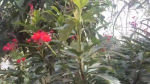 Red flowers in my garden plant 2017