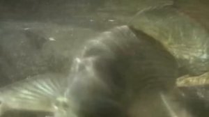 Таймыр. География и природа.