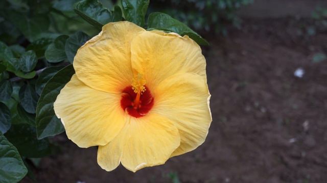 Hawaiian yellow hibiscus | A giant hibiscus Flower. смотреть онлайн