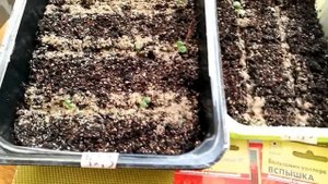 Бальзамин Уоллера. Секреты успешного выращивания.  2 обзор всходов.