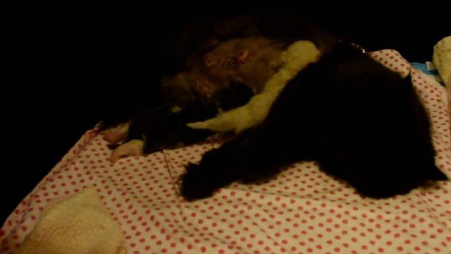 Cosmos 7 Day Old Persian and Himalayan Newborns смотреть онлайн