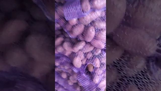 Картофель Родриго Брянск оптом смотреть онлайн