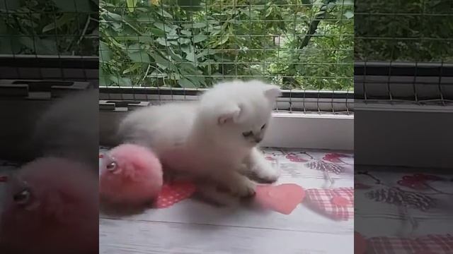 Британская серебристая шиншилла Happy