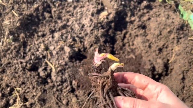 Распаковка. Посылка из Гаршинки N2. Сажаем в сад. Плюс ещё немного покупок. смотреть онлайн