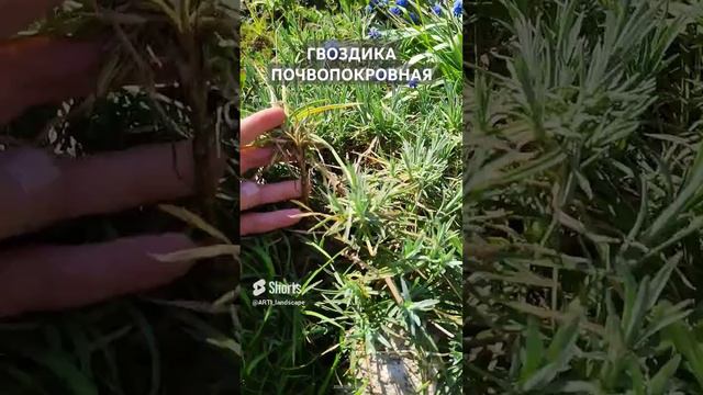 Гвоздика почвопокровная на участке. Размножение.