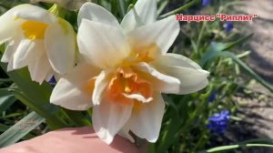#нарциссы виды и сорта