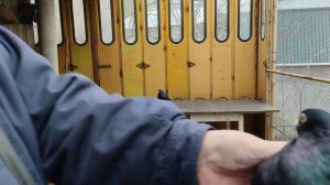 Николаевские голуби в Ялте (Крым) +79787395899