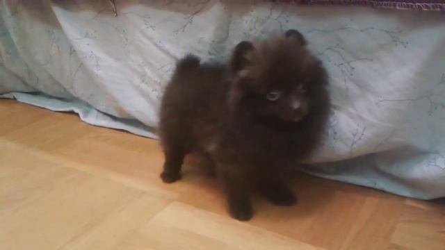 Девочка Шпиц шоколадного окраса.