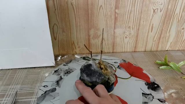 Бонсай МАМИ на камне смотреть онлайн