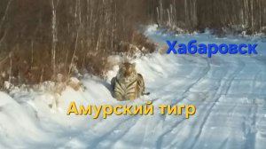 Встретили Амурского тигра в Хабаровске