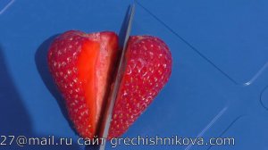 МАДЖЕСТИК ремонтантный сорт клубники