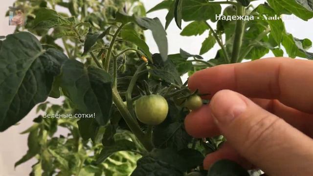 На балконе день ото дня краснеют мои помидорчики. смотреть онлайн