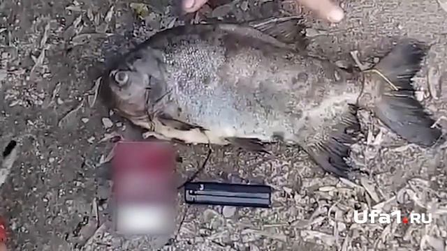 В озере Теплом поймали пиранью смотреть онлайн