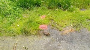 Для чего Нужно кормить крыс в одном месте! Как правильно пррикормить крыс! Травление крыс на улице!