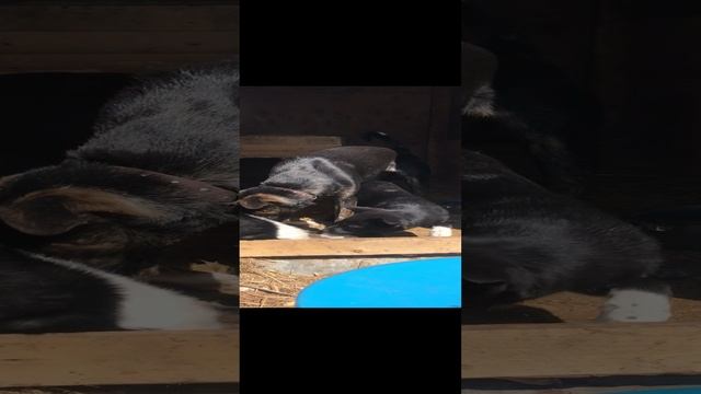 Приют «Чистое Сердце»
