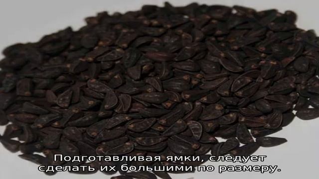 Гортензия Пинк Даймонд — описание, посадка и уход смотреть онлайн