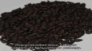 Гортензия Пинк Даймонд — описание, посадка и уход