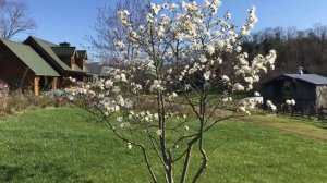 Magnolia stellata Royal Star.