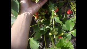 " Геркулес " очень урожайный и вкусный сорт клубники.