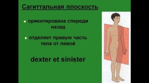 Оси и плоскости в анатомии. Сагиттальная плоскость.