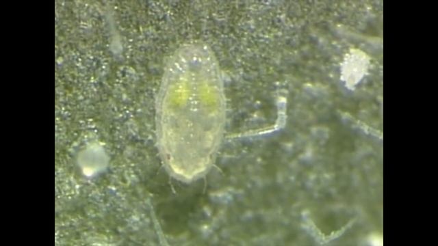 ЦИКЛ РАЗМНОЖЕНИЯ ТЕПЛИЧНОЙ БЕЛОКРЫЛКИ смотреть онлайн