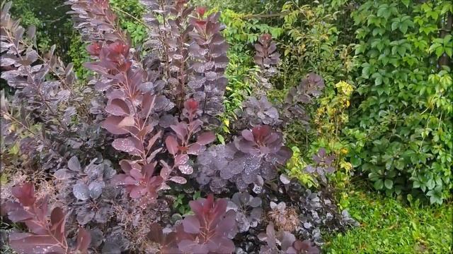 Дождик музыка и стихи А. Михайлова смотреть онлайн