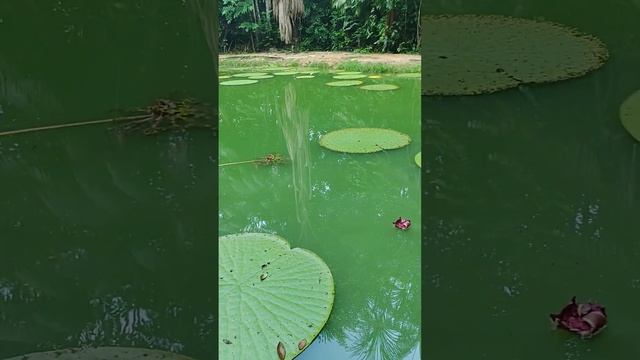 A vitória-régia ou victória-régia (Victoria amazonica).