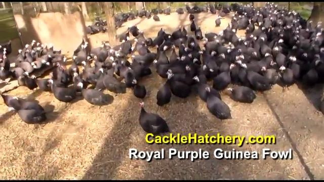 Royal Purple Guinea Fowl (Breeder Flock) | Cackle Hatchery смотреть онлайн
