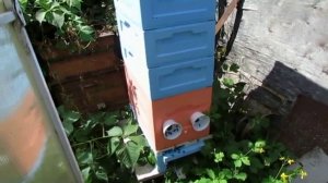 6 рамочный улей, хороший вариант улья для вывода маток на пасеке ( обновление , вывелись матки )