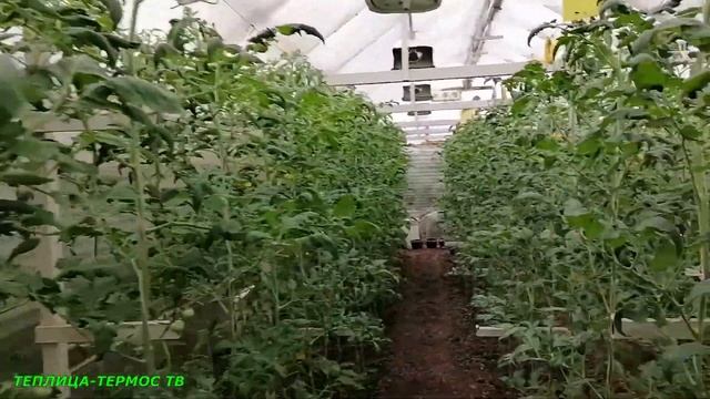 Томаты с досветкой и без, сравнение//Светокультура//Выращивание помидор в теплице смотреть онлайн