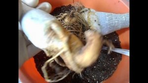 Адениум. Когда горшочек маловат