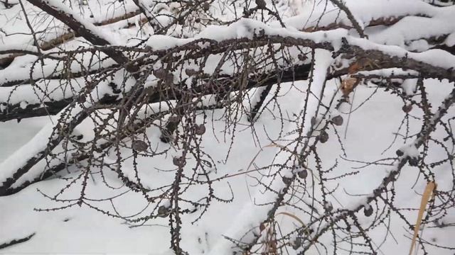 Как приготовить Рыбу Хариус в собственном соку в тайге Лесу Рецепт смотреть онлайн